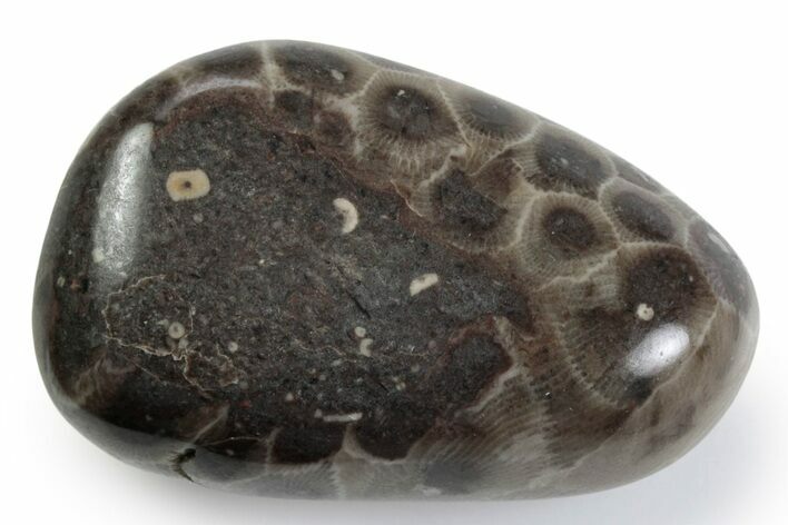 Polished Petoskey Stone (Fossil Coral) - Michigan #383079